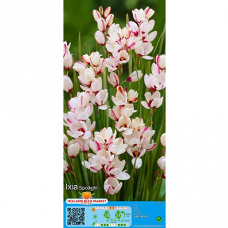 Iksja Spotlight interface.image 3