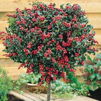 Ilex Blue Angel imagine 4