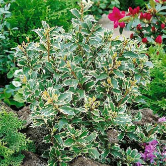 Ilex fals Variegatus imagine 1