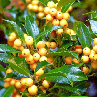 Ilex Golden Girl imagine 6