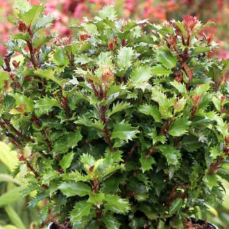 Ilex Little Rascal Mondo imagine 5