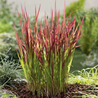 Imperata cylindryczna Red Baron, С3 interface.image 2