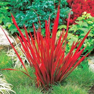 Imperata cylindryczna Red Baron interface.image 1
