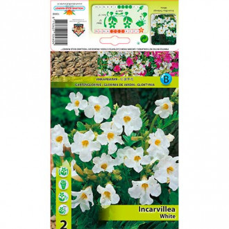 Инкарвилея Delavayi White изображение 2