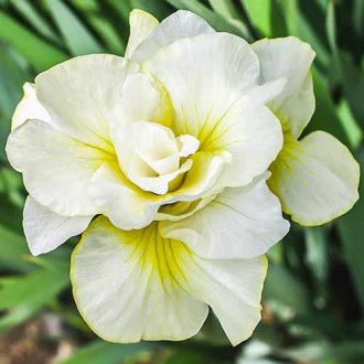 Ирис Double Play изображение 5