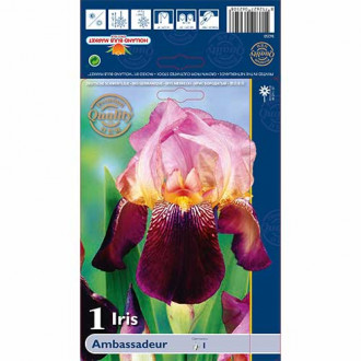 Iris germanica (Stânjenel) Ambassadeur imagine 5