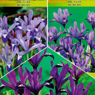 Ofertă specială! Iris reticulata mix multicolor imagine 6