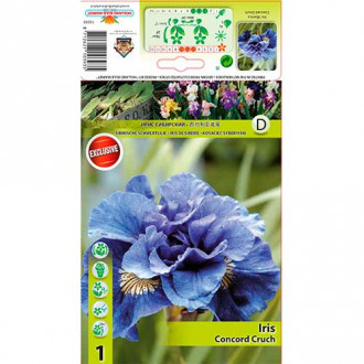 Iris siberian Concord Crush imagine 11