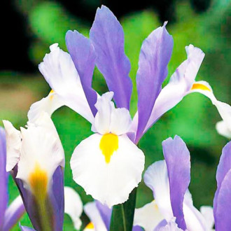 Iris olandez Silver Beauty imagine 7