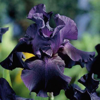 Irys bródkowy (Kosaciec) Black interface.image 9