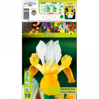 Irys holenderski (Kosaciec) Yellow White interface.image 15