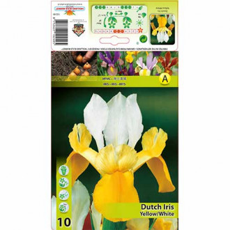 Irys holenderski Yellow White interface.image 8