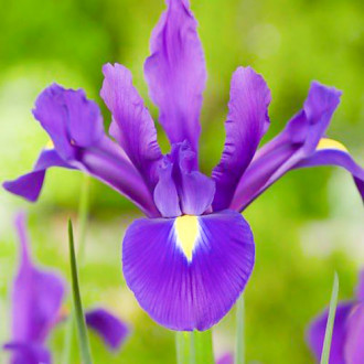 Irys holenderski Purple Sensation interface.image 12