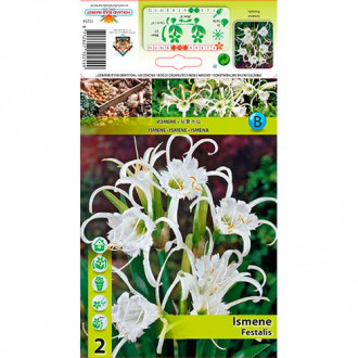 Crin păianjen (Ismene) Festalis imagine 1