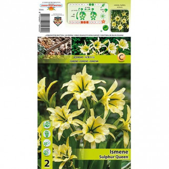 Ismene Sulphur Queen imagine 6