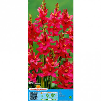 Ixia Venus imagine 3