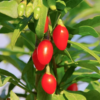 Jagoda Goji Sweet Berry, P9 interface.image 6