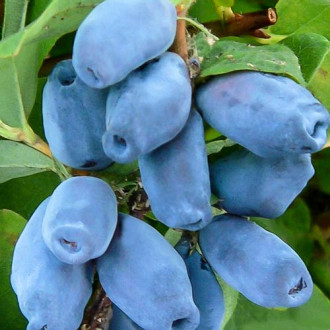 Jagoda Kamczacka Blue Berry interface.image 4