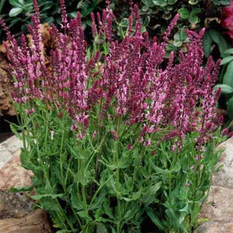 Jaleș de câmp Rosea imagine 1