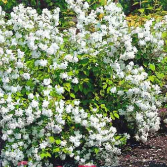 Jaśminowiec Bouquet Blanc interface.image 6