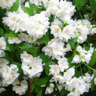 Jasminowiec Mont Blanc   interface.image 1
