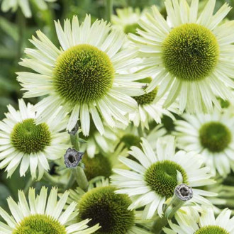 Jeżówka (Echinacea) Green Jewel, С3 interface.image 3