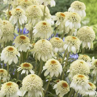 Jeżówka (Echinacea) Milkshake, С3 interface.image 4