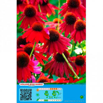 Jeżówka purpurowa Red interface.image 10