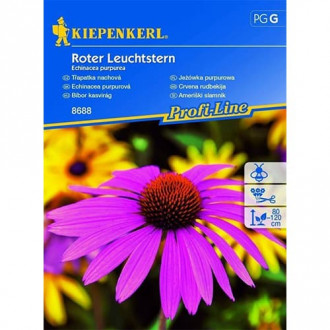 Jezowka (Echinacea) Roter Leuchtstern interface.image 2