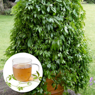 Gulan (Planta nemuririi) imagine 18