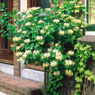 Caprifoi Graham Thomas imagine 2