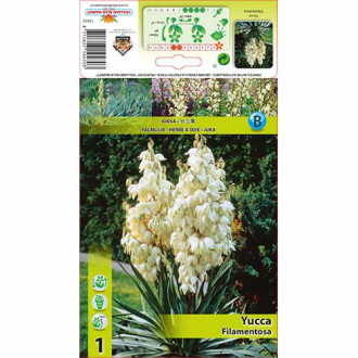 Jukka karolińska (Yucca Filamentosa) interface.image 1
