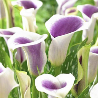 Кала Picasso изображение 15