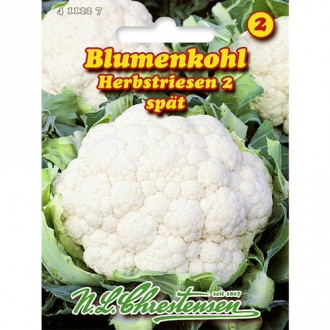 Kapusta kalafior Herbstriesen 2 interface.image 2
