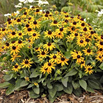 Rudbekia Little Goldstar, С2 interface.image 14