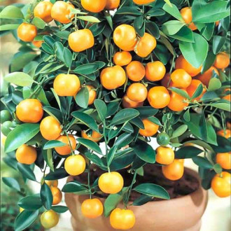 Kalamondyna Panama Orange interface.image 1