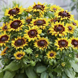 Rudbekia SmileyZ Tiger, С3 interface.image 15