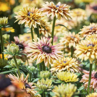 Rudbekia SmileyZ Flamenco Vanilia, С3 interface.image 10