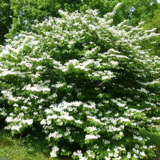 Kalina japońska Mariesii interface.image 12