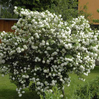 Калина Roseum, С3 изображение 3