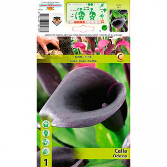 Calla (Cantedeskia) Odessa interface.image 1