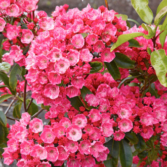 Kalmia Beacon imagine 10