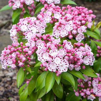 Kalmia Ginkona imagine 10