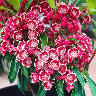 Kalmia Jans Delight imagine 9