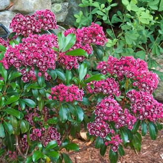 Kalmia Keepsake imagine 5