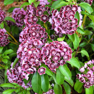 Kalmia Latchmin imagine 10