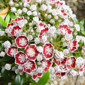 Kalmia Minuet imagine 5