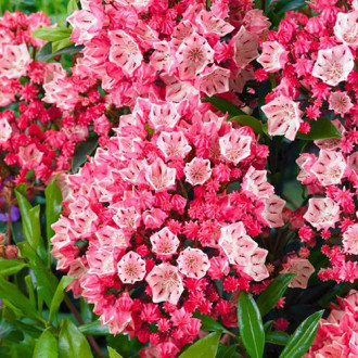 Kalmia Pinkobello imagine 9