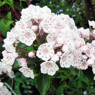 Kalmia Vanilla Cream imagine 2