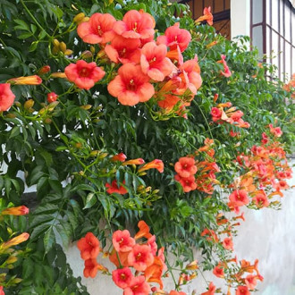 Кампсис Radicans, P9 изображение 1